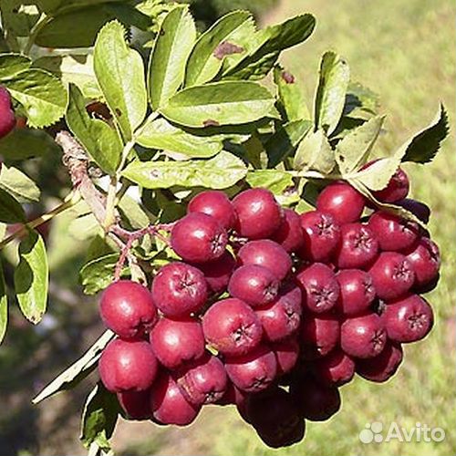 Калина и рябина, сортовая, сладко-плодная. Саженцы