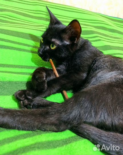 Душевный чёрный котик