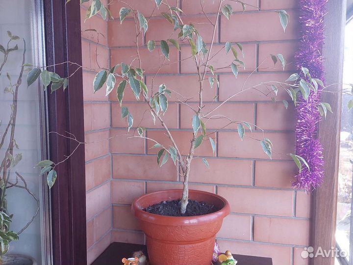 Фикус Беджамина