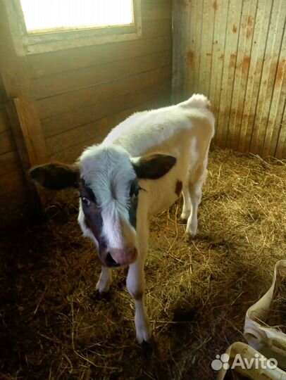 Тёлочка 3 месяца