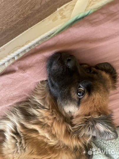 Собака в добрые руки