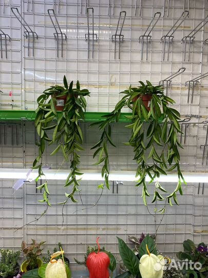 Хойя карноза триколор, хойя Вайети