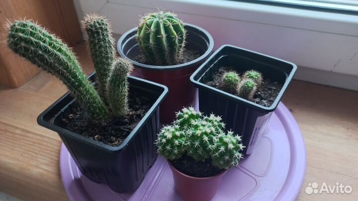 Кактусы и суккуленты