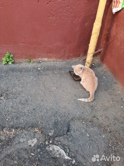 Кошечка красивая