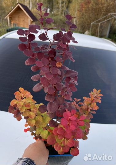 Барбарис Мiх