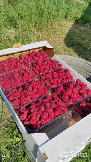 Ремонтантная малина 