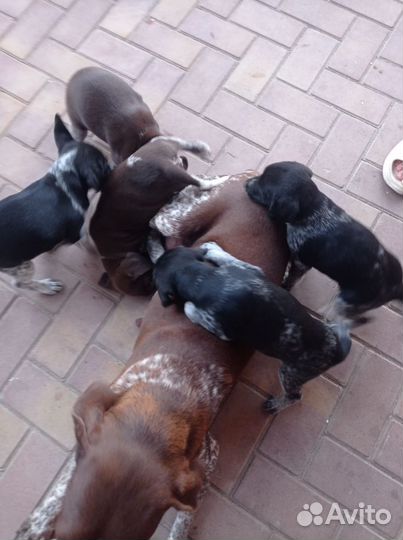 Продам щенков курцхаара