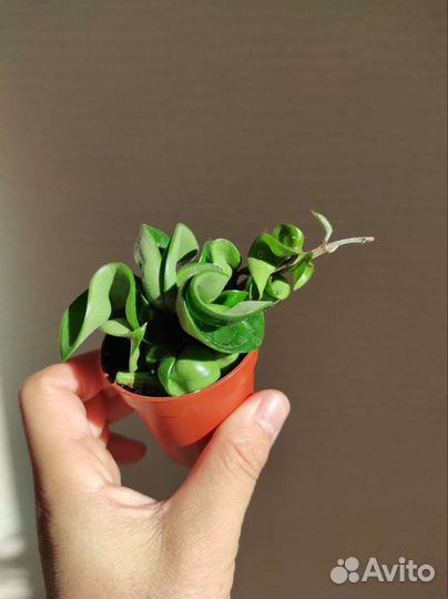 Хойи разные