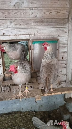 Куры Леггорн Изобель