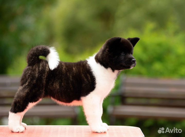 Американская Акита