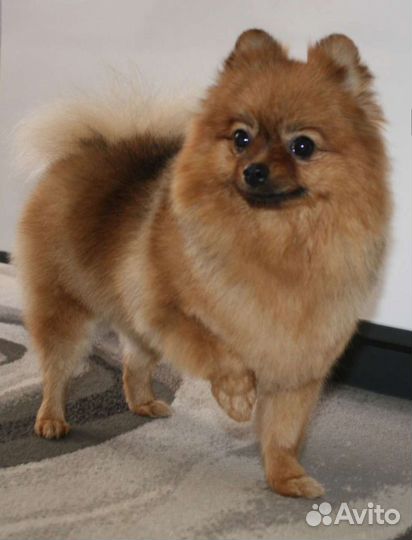 Стрижка собак и кошек