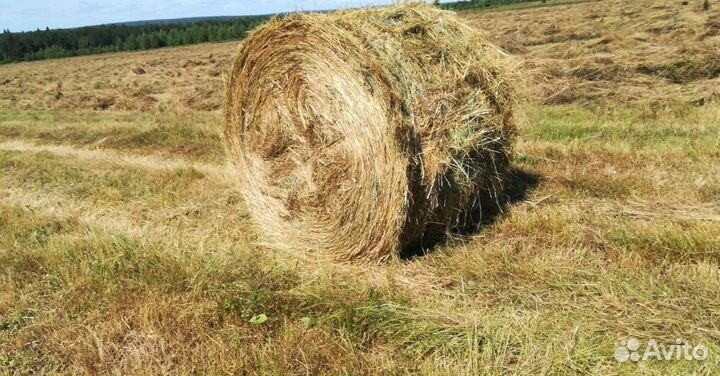 Сено рулон 300 кг