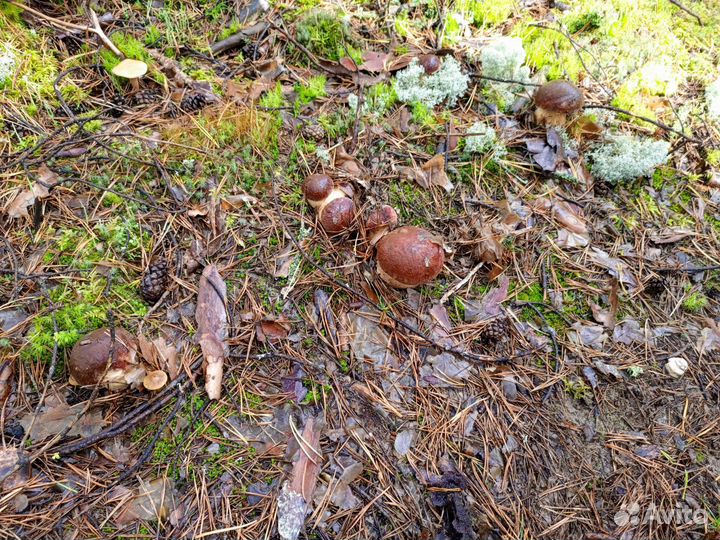 Продам грибы белые