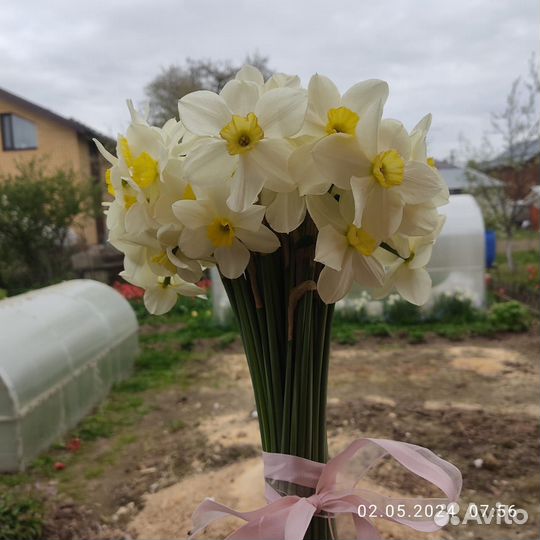 Нарциссы букет актуально