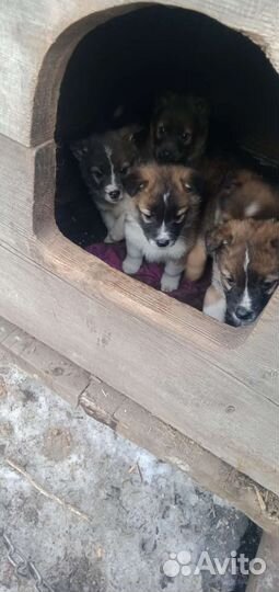 Щенки в добрые руки