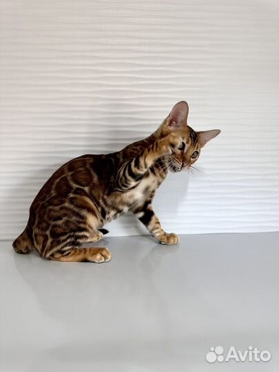 Бенгальские котята