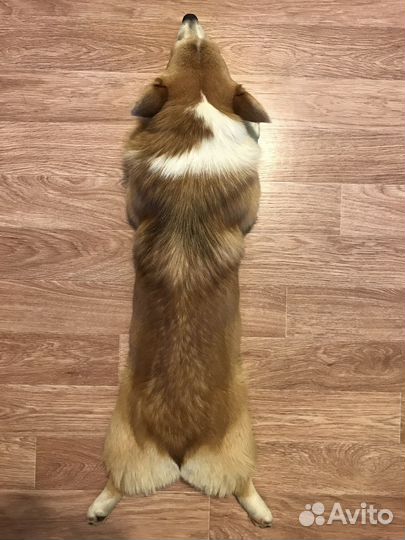 Вельш-корги пемброк вязка