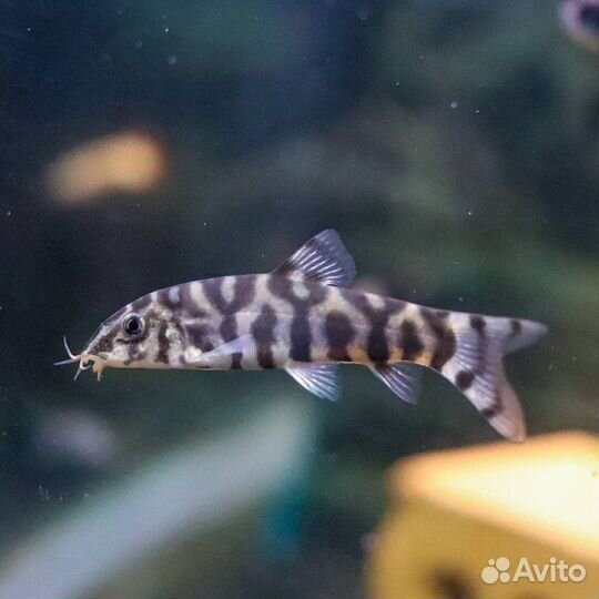 Аквариумные рыбки