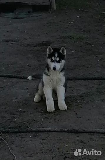 Щенки сибирской хаски