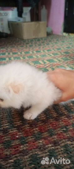 Кошечка в добрые руки