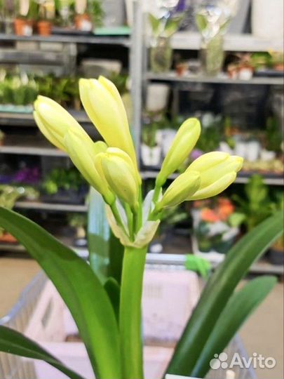 Кливия миниата