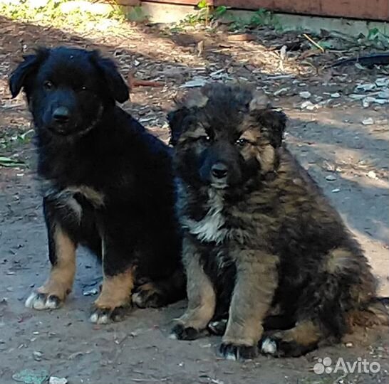 Щенок на охрану с хорошим уходом