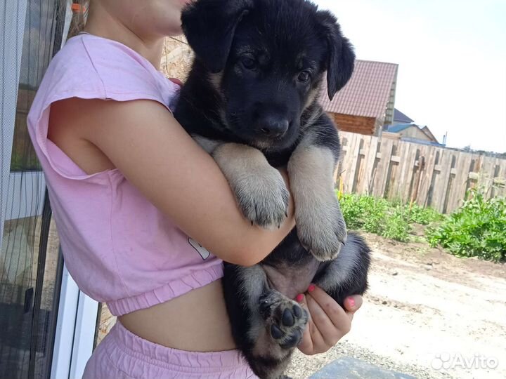 Восточноевропейская овчарка