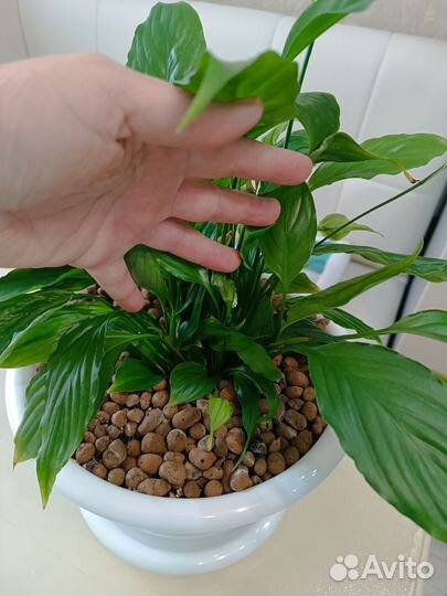 Спатифиллум шопен