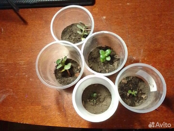 Комнатные растения