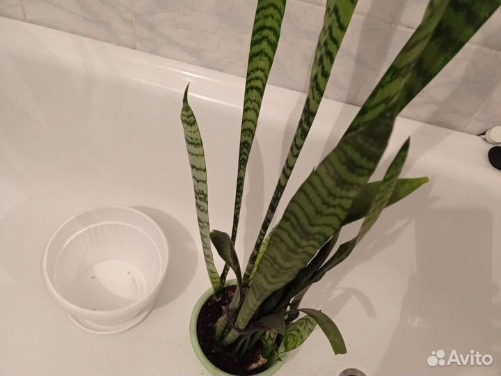 Сансевиерия