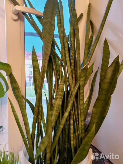 Сансивиерия