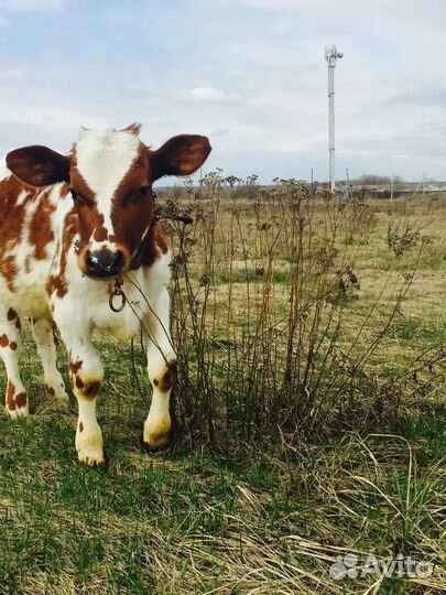 Бычки на откорм