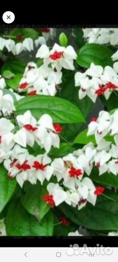 Клеродендрум