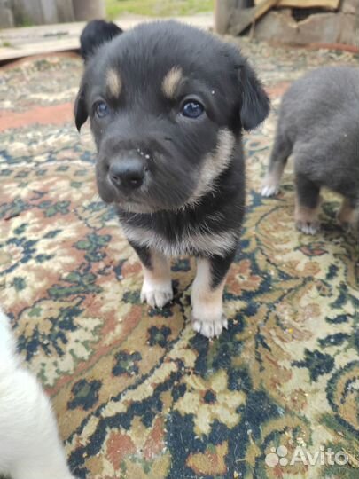 Отдам щенков в добрые руки бесплатно