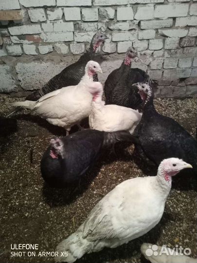 Инкубационные яйца индюшиное