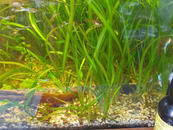 Аквариумное растение
