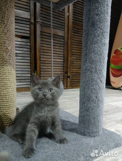 Кошки в добрые руки бесплатно