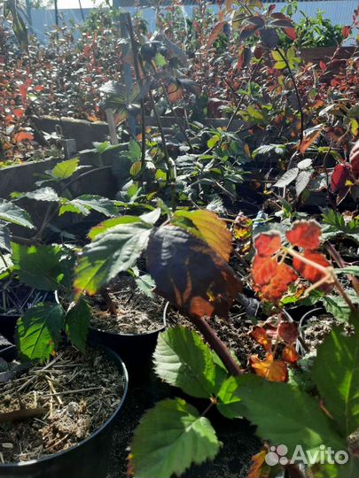 Саженцы ежевики