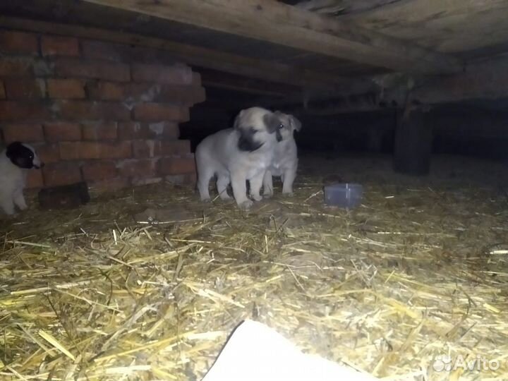 Собаки в добрые руки