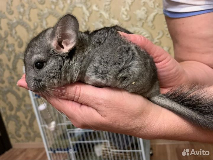 Шиншилла