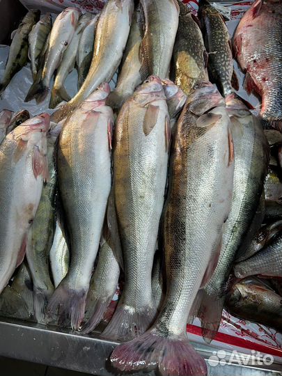 Свежая рыба сазан, филе сазана, филе щуки