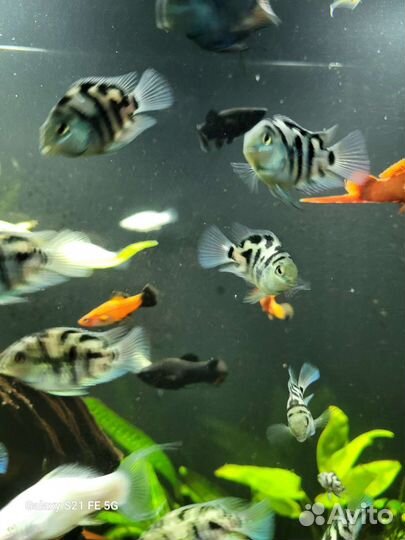 Сапфировые попугаи