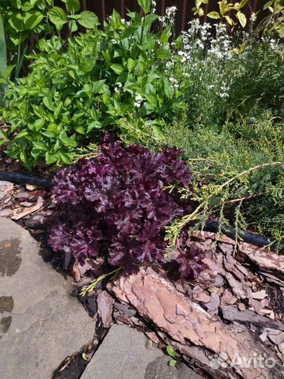 Садовые растения