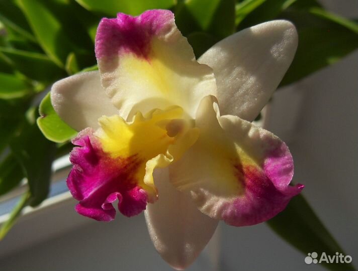 Каттлея Hknsa. Chien Ya Ocean 'TM'