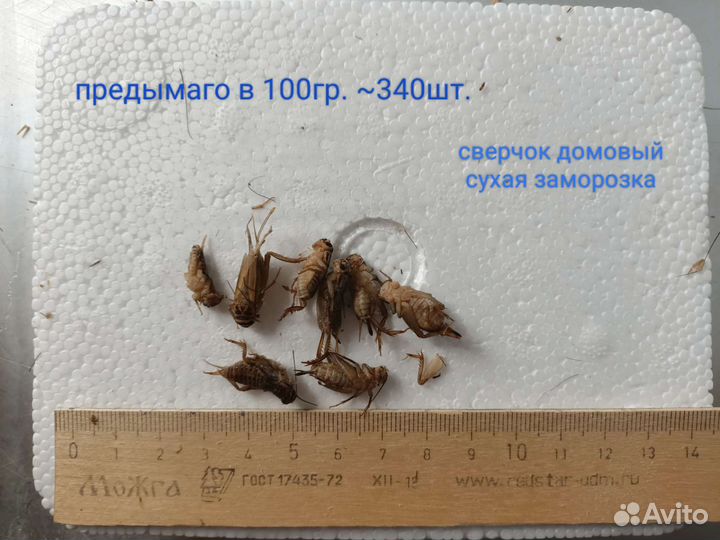 Сверчки кормовые