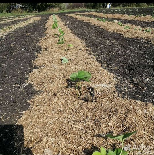 Солома в тюках, мульча