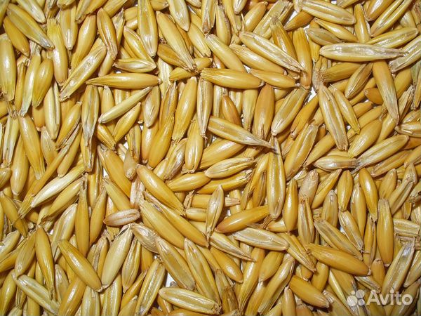 Овес этого 24 года