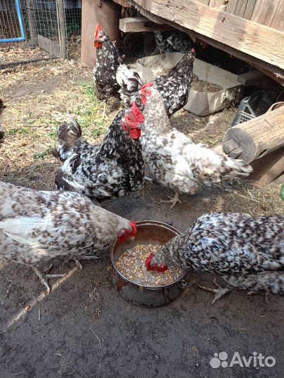 Куры австролорп