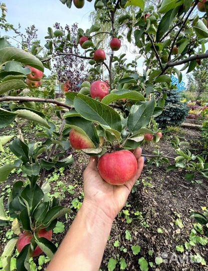 Саженцы яблони оптом и розница