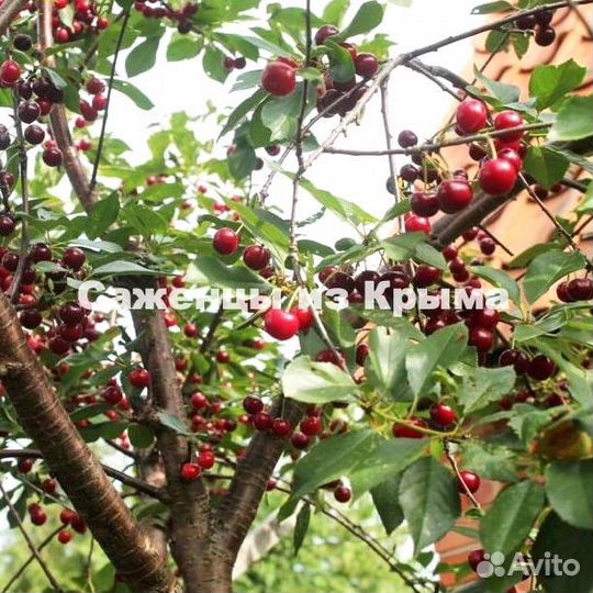 Саженцы Вишни Владимирская